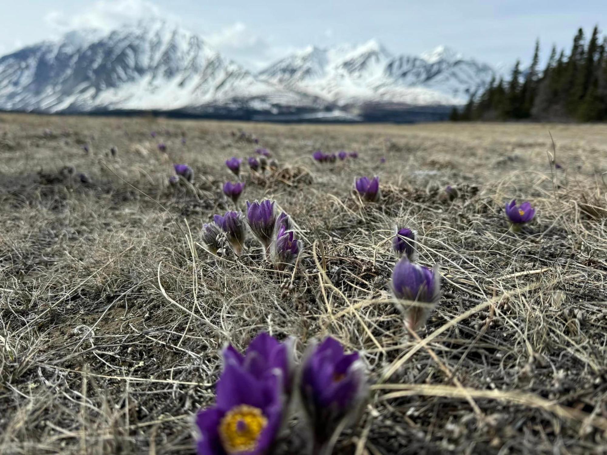 Mount Logan Ecolodge & Retreat Center Haines Junction Buitenkant foto